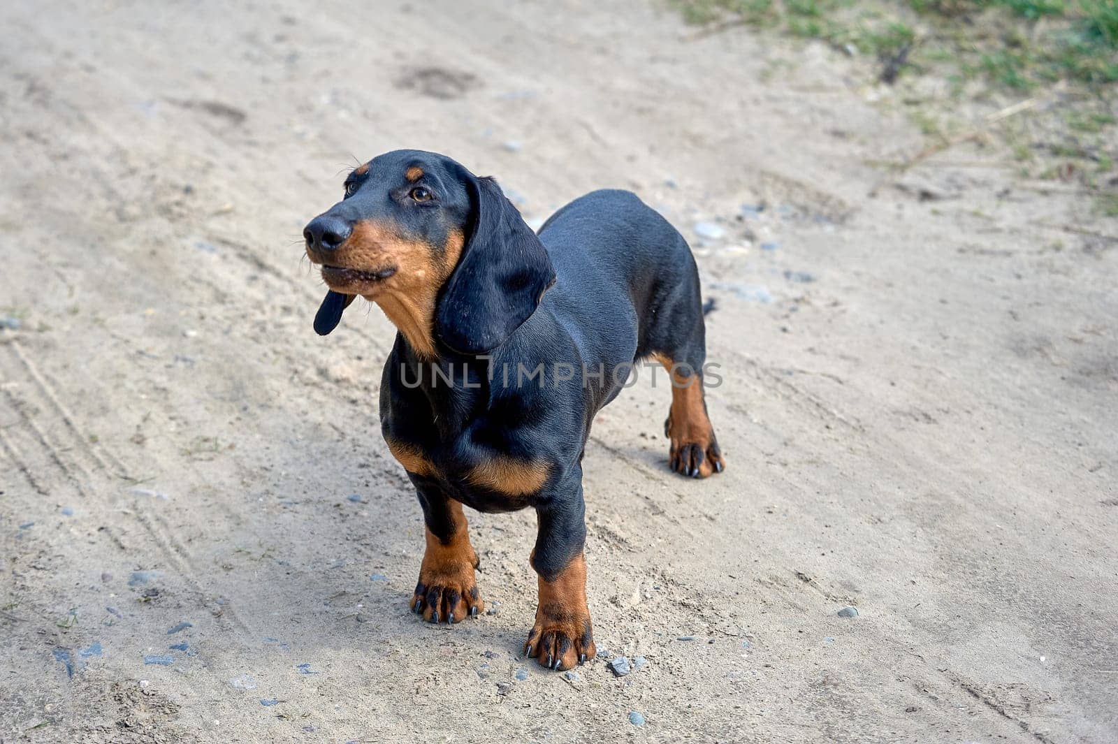 The dachshund dog is standing on a dirt road. High quality photo