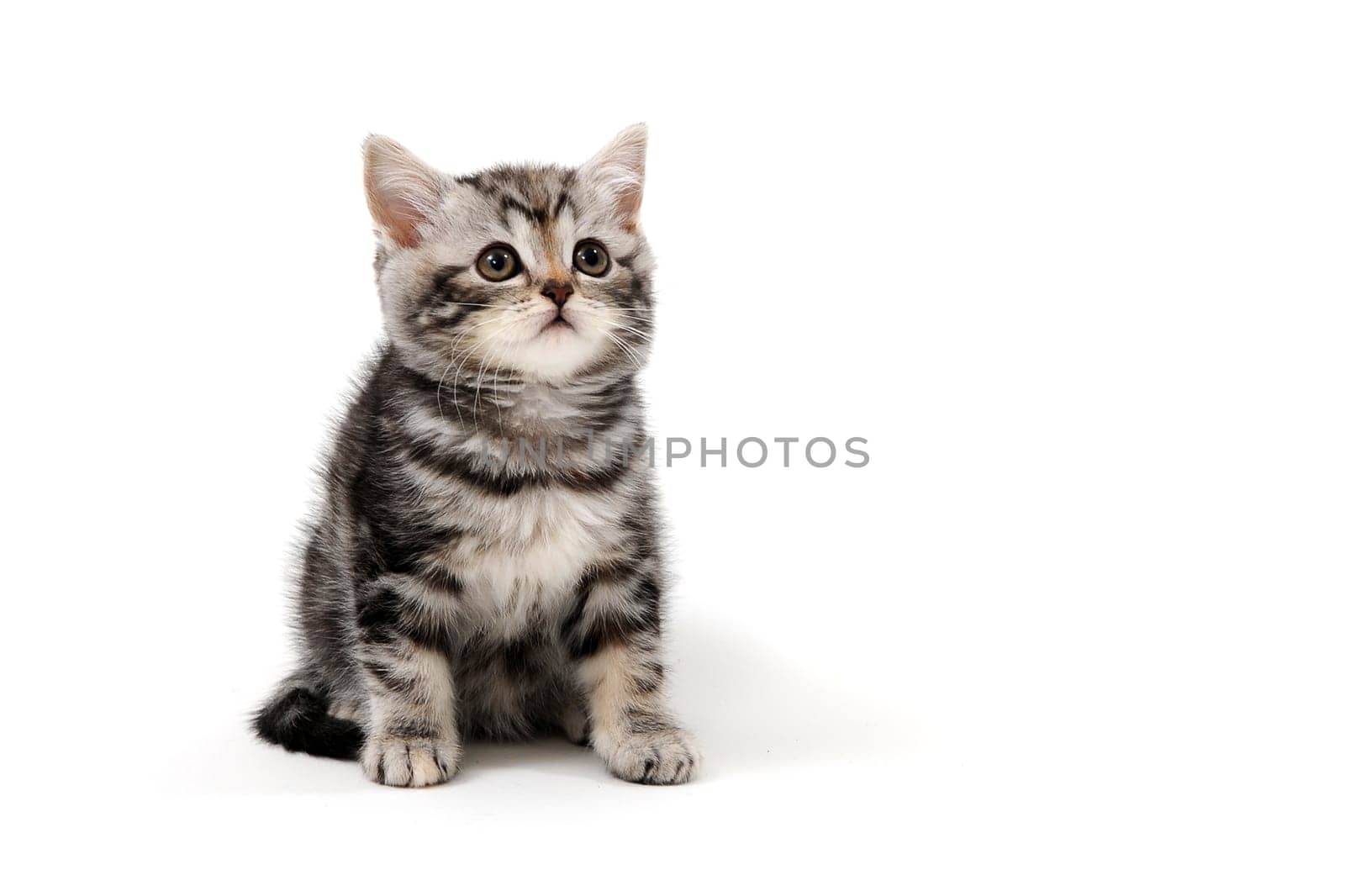 tabby purebred kitten sits on a white isolated background. High quality photo