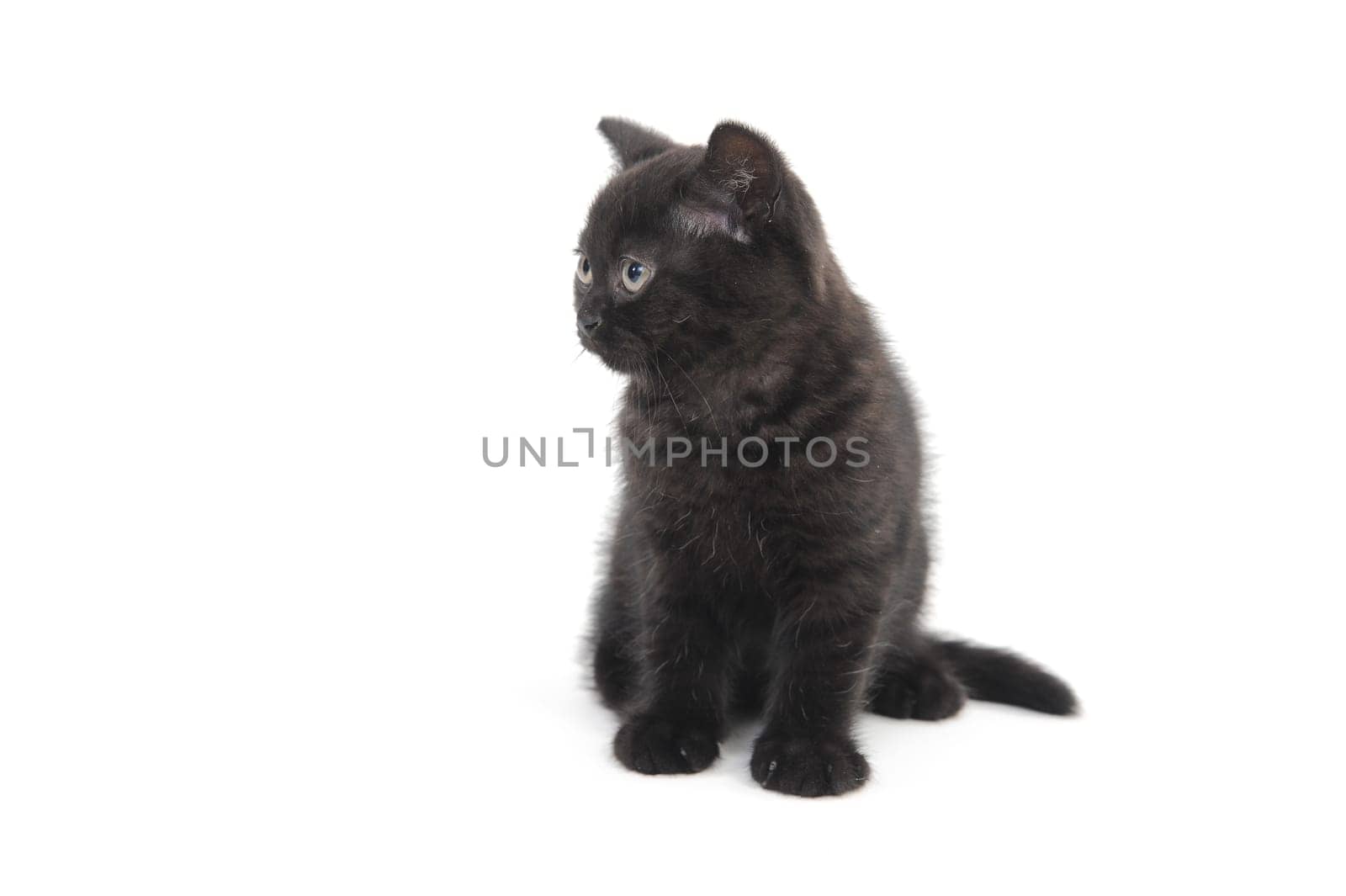 a black purebred kitten sitting on a white isolated background. High quality photo