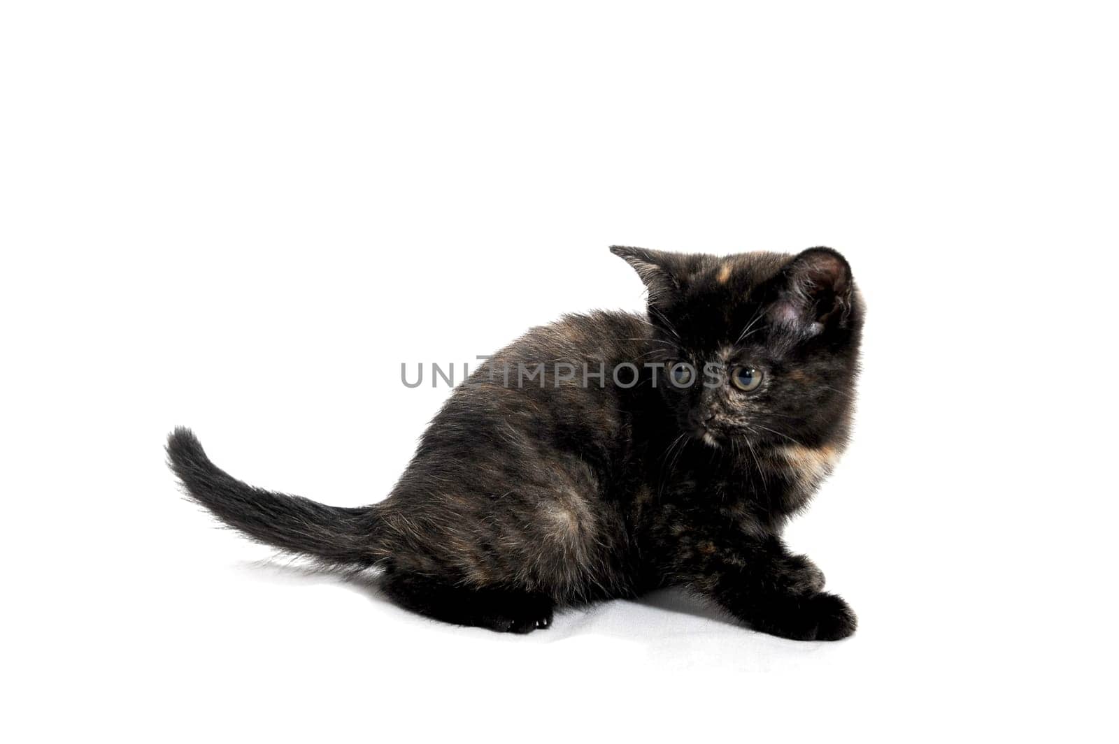 a black purebred kitten sitting on a white isolated background. High quality photo