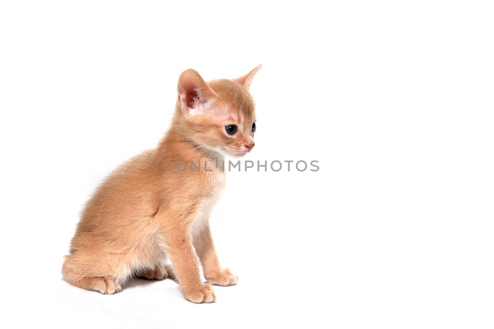 ginger striped purebred cat sitting on white isolated background. High quality photo