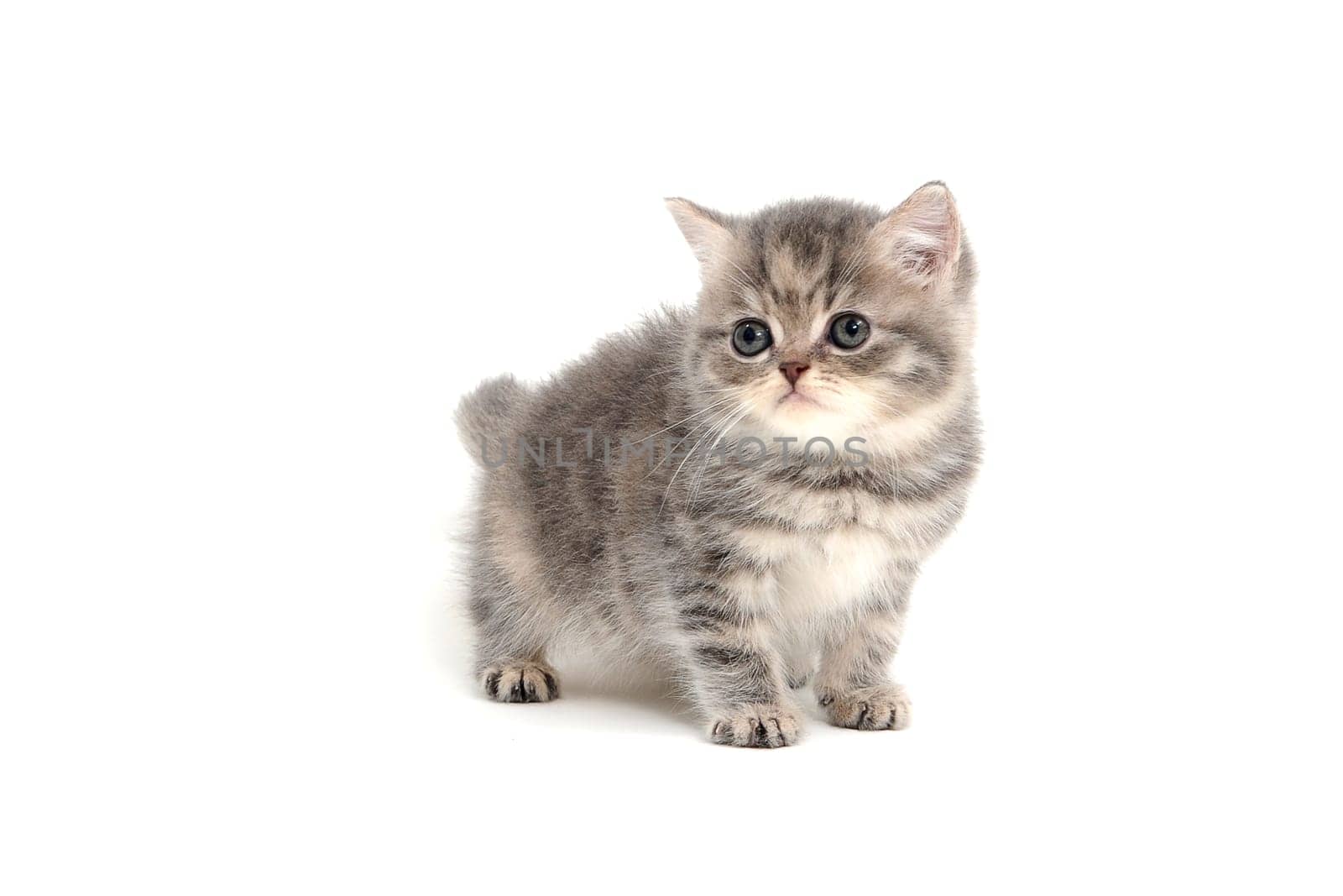 a gray striped purebred kitten sits on a white background. High quality photo
