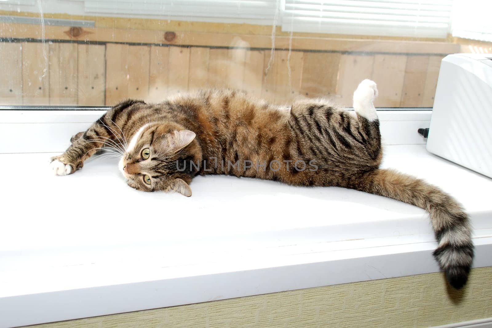 a gray striped cat is lying on the windowsill. High quality photo