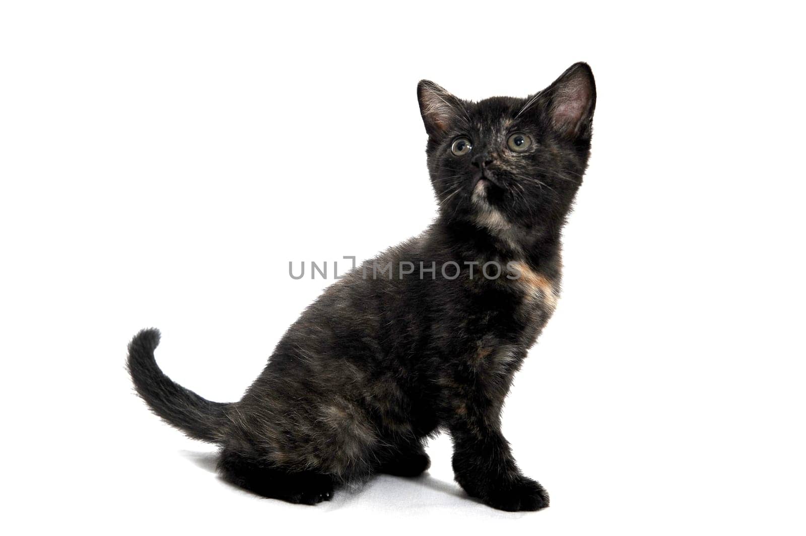 black spotted purebred kitten sitting on a white isolated background. High quality photo