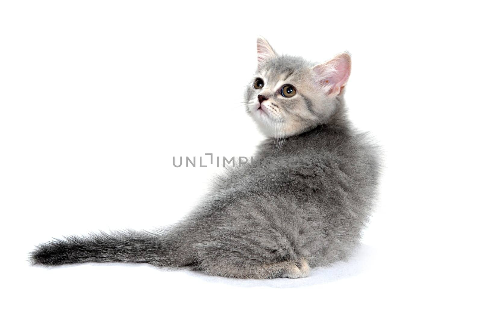 a gray striped purebred kitten sits on a white background. High quality photo