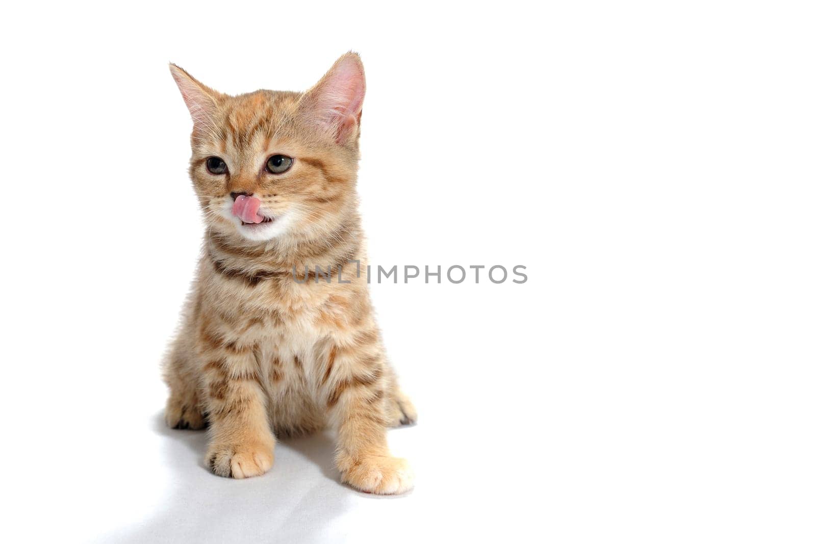 a purebred kitten with a red stripe sits on a white isolated background. High quality photo
