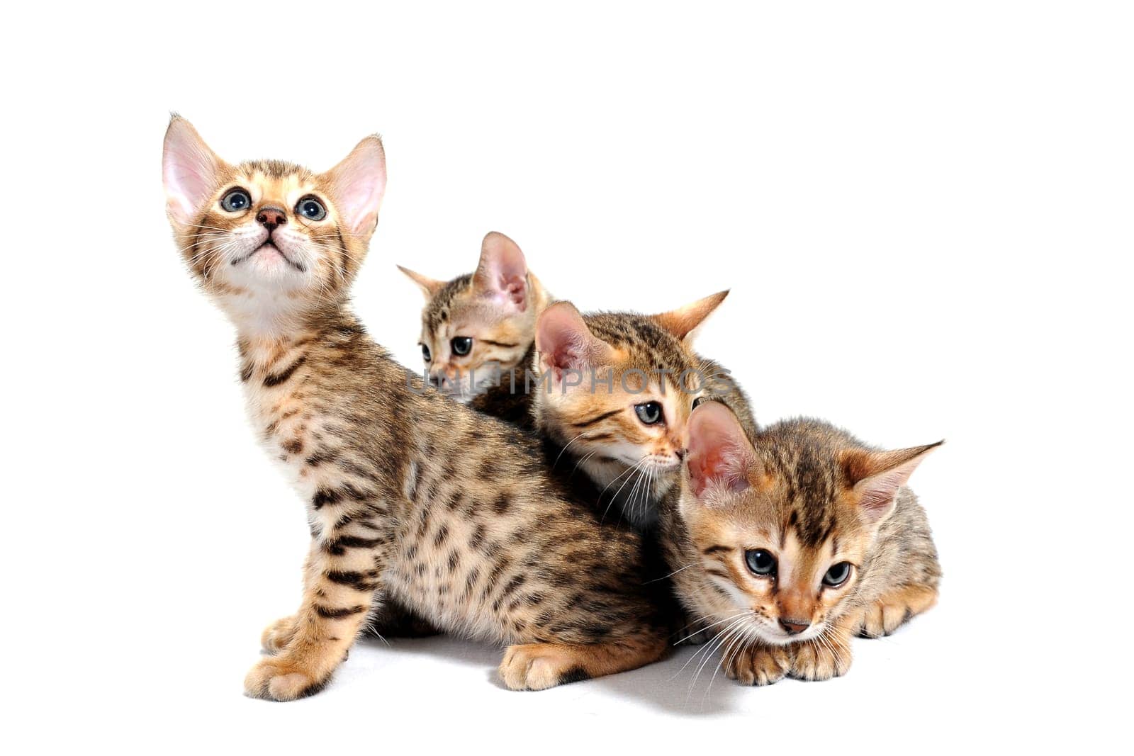 four purebred kittens sit on a white isolated background. High quality photo