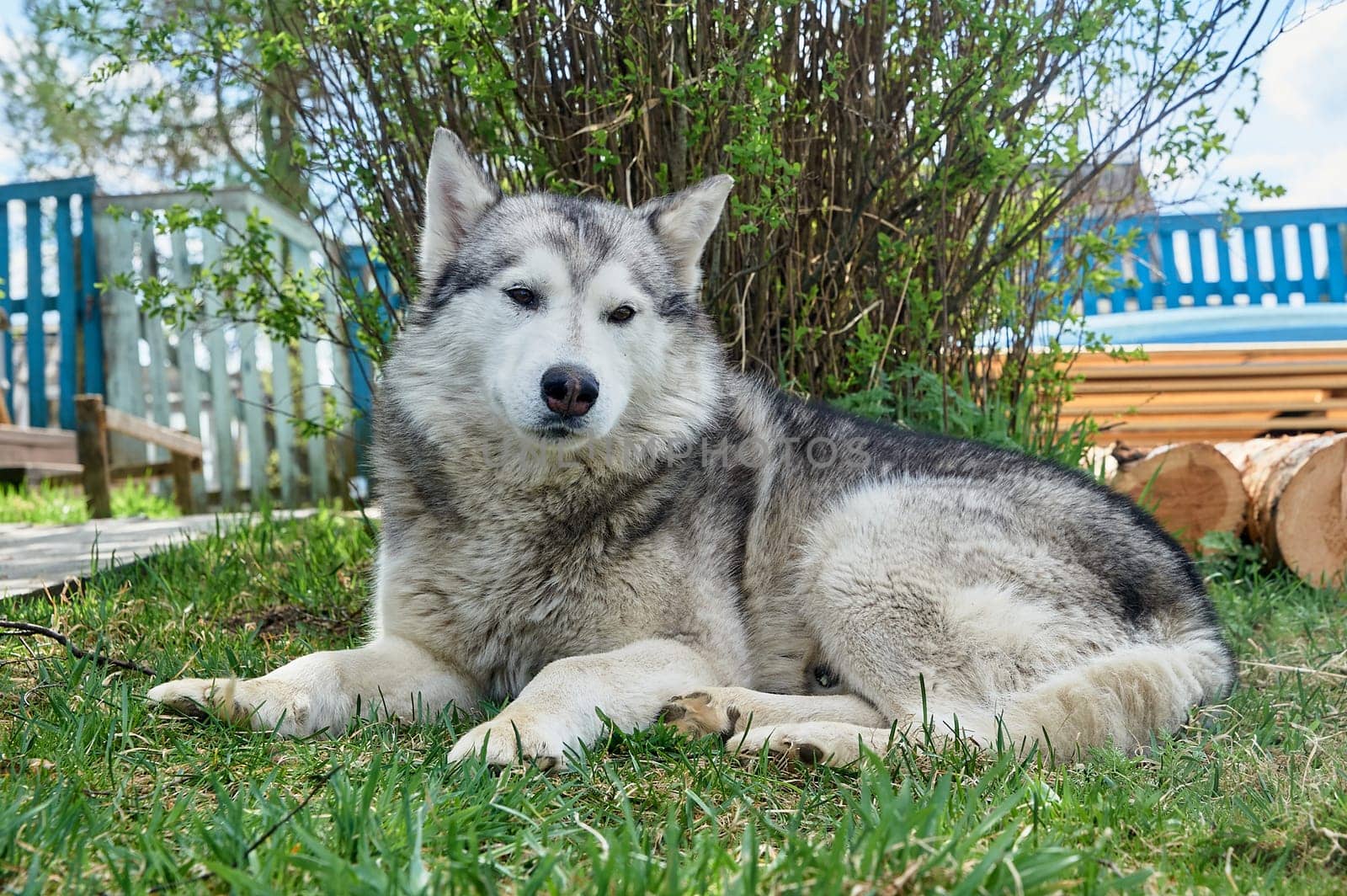 Husky dog lies on a grass on a summer day. High quality photo