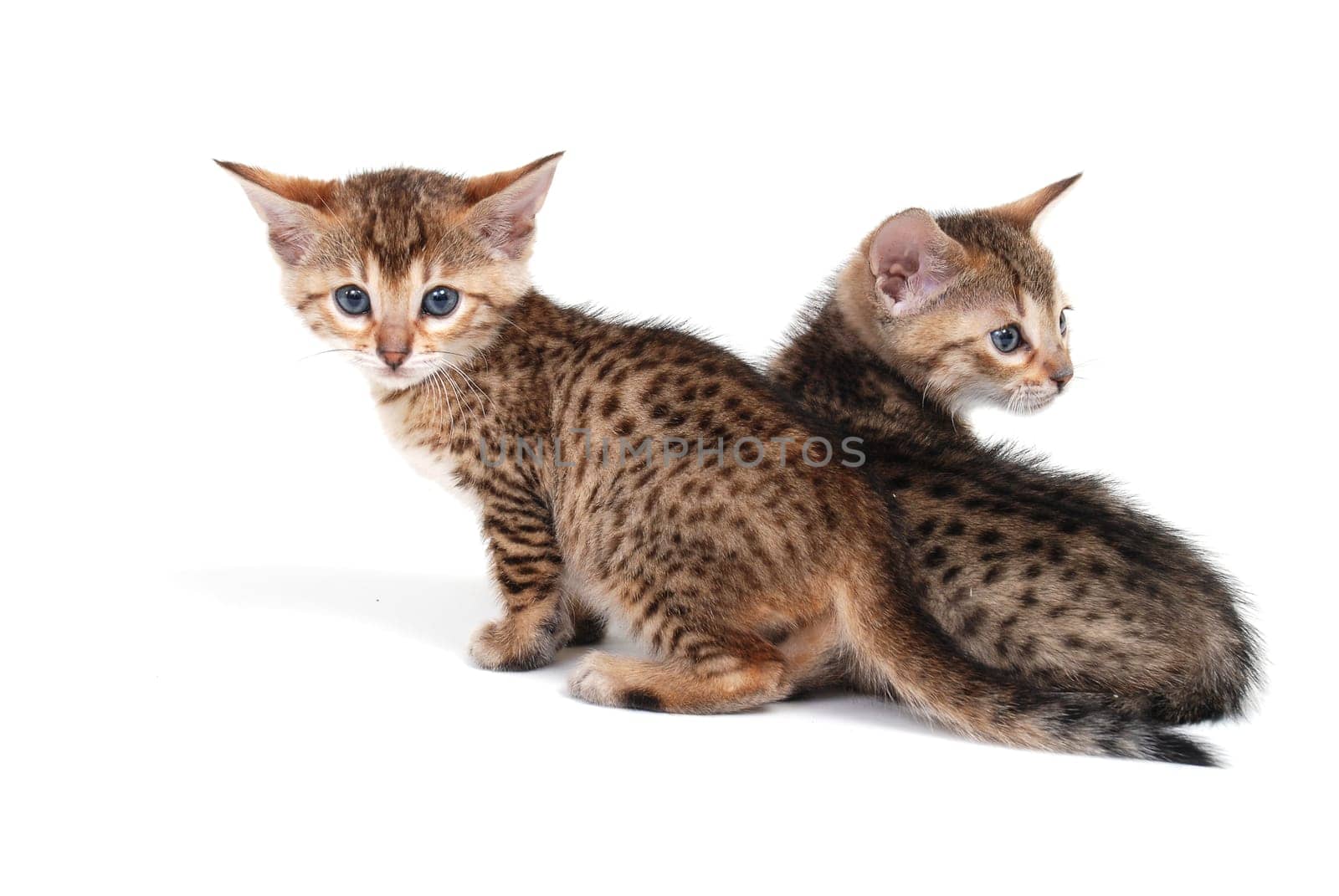 Two purebred tabby kittens sitting on a white isolated background. High quality photo