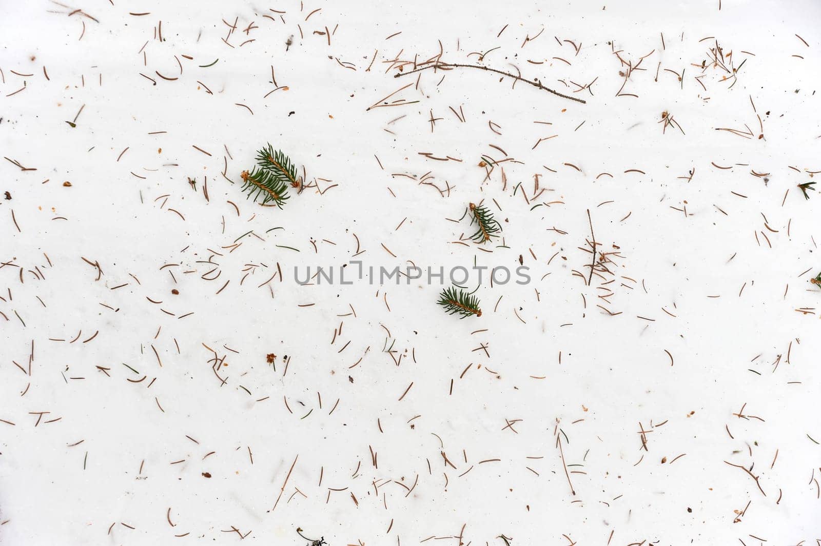 fallen needles from the Christmas tree lie on the snow, background, texture. High quality photo
