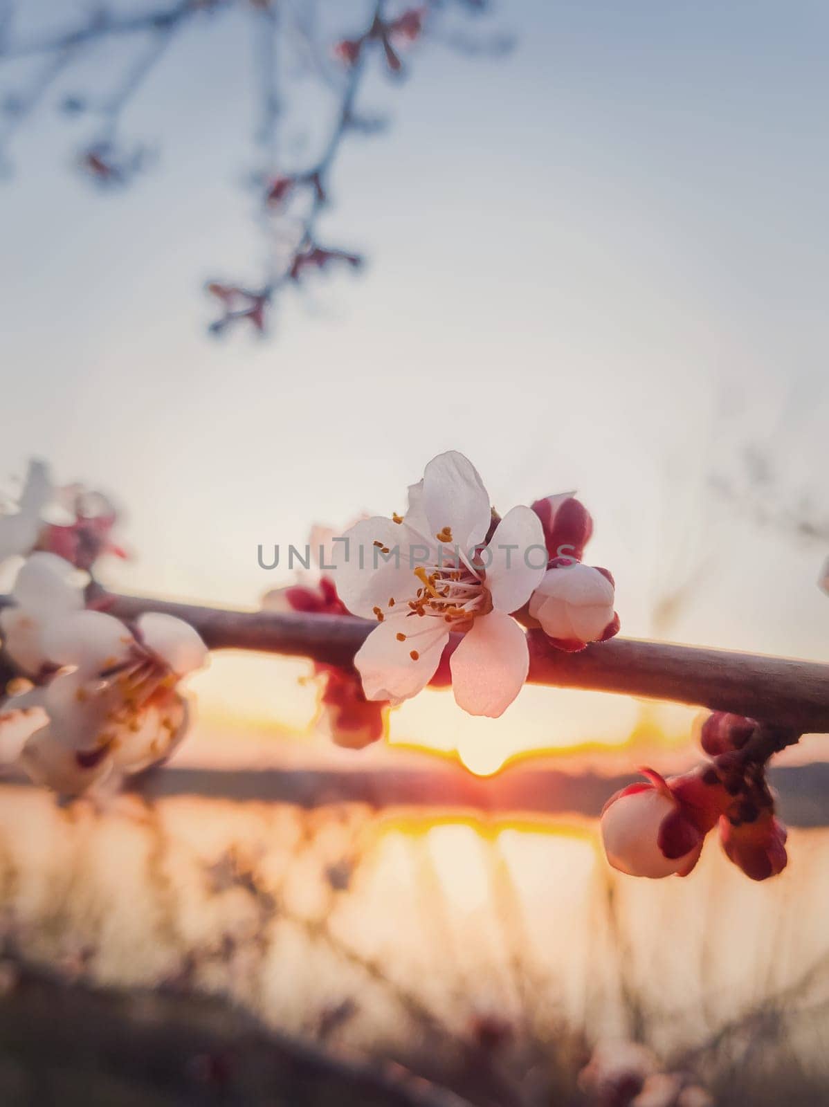 Spring blooming apricot tree. Closeup flower blossoms over sunset sky background