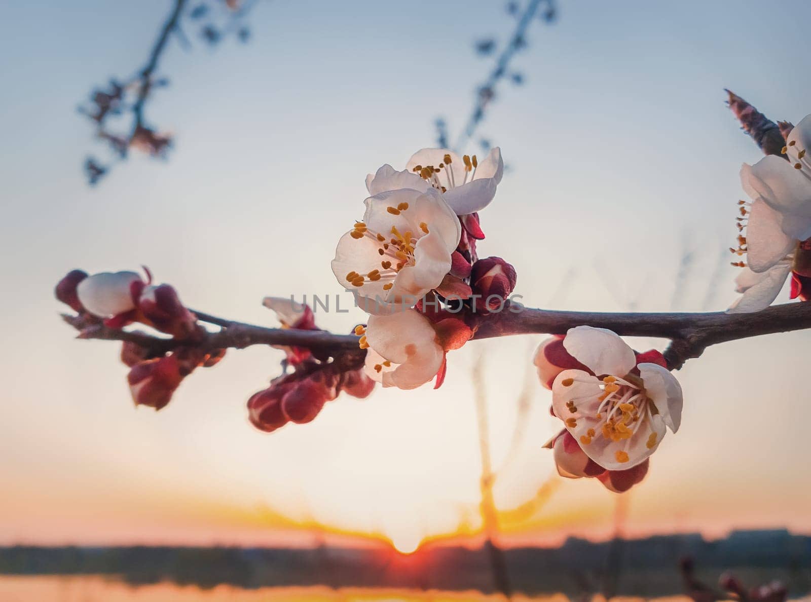 Spring blooming apricot tree. Closeup flower blossoms over sunset sky background