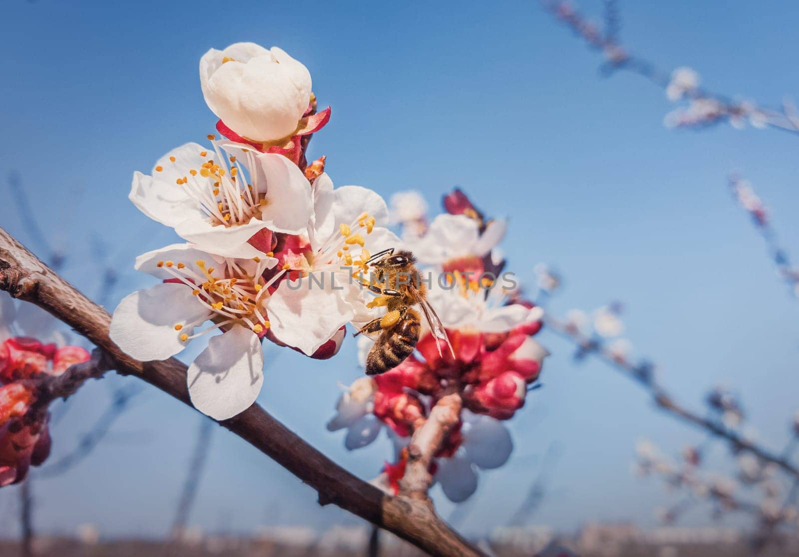 Close up of a diligent bee collecting pollen from blooming apricot trees. Spring background with honeybee gathering nectar from blossoming fruit flowers