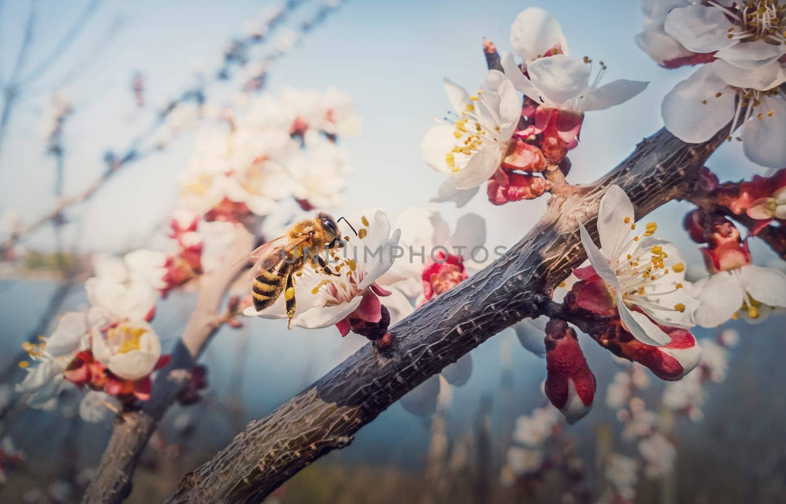 Close up of a diligent honeybee collects nectar from a blooming apricot tree. Little, black and golden bee picks pollen from blossoming fruit flowers. Early spring background, nature awakening