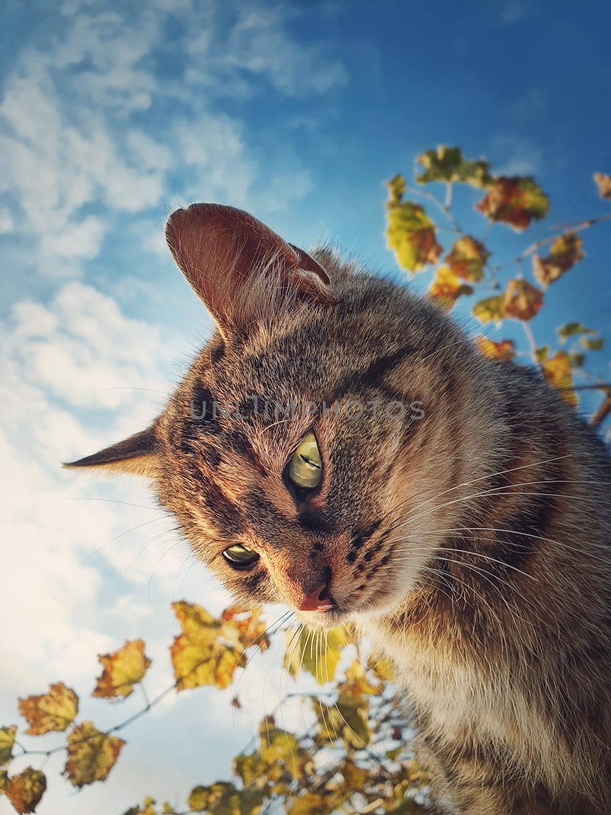 Cat close up view. Cute brown striped kitten over autumn leaves and blue sky background
