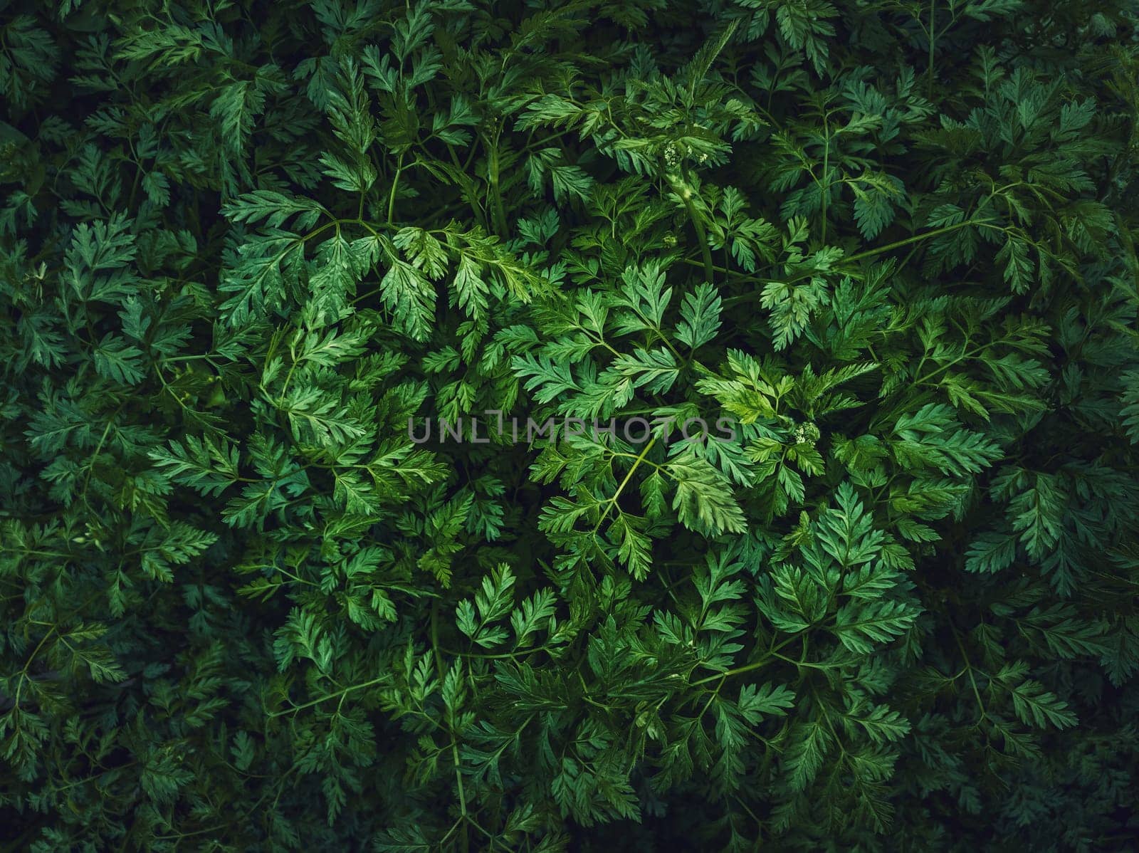 Wild parsley plant or parsnip green leaves texture. Fresh herb sprouts close up. Natural vegetation background, eco and environment concept