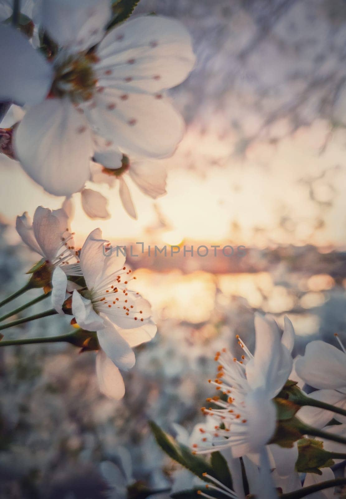 Spring blooming cherry tree. Close up sakura flowers over sunset background