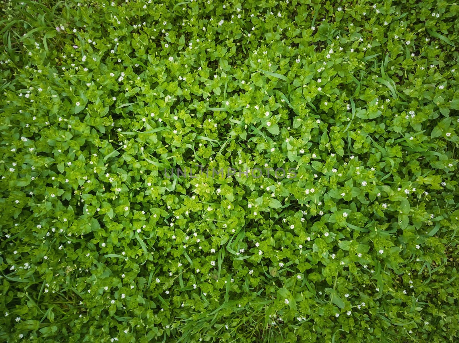 Closeup wild green grass texture with blooming tiny white flowers. Greening plants on a picturesque summer meadow. Different herb and vegetation, natural background