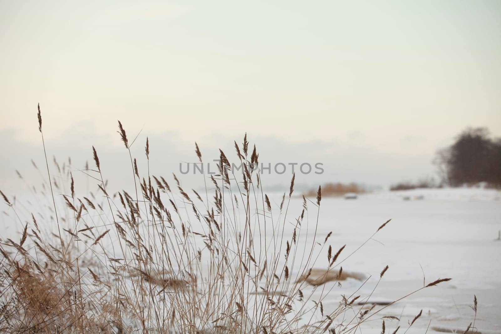 cold wind shakes the dry stalks of reeds,winter lake is frozen covered with white snow
