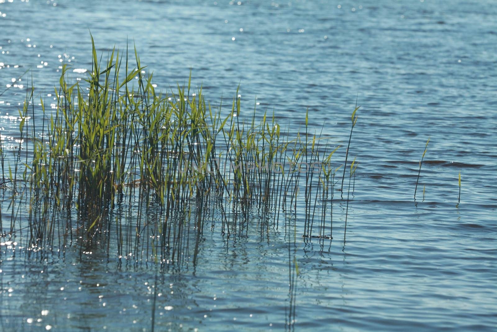 young green reed stalks grown in shallow water lit by the sun's rays