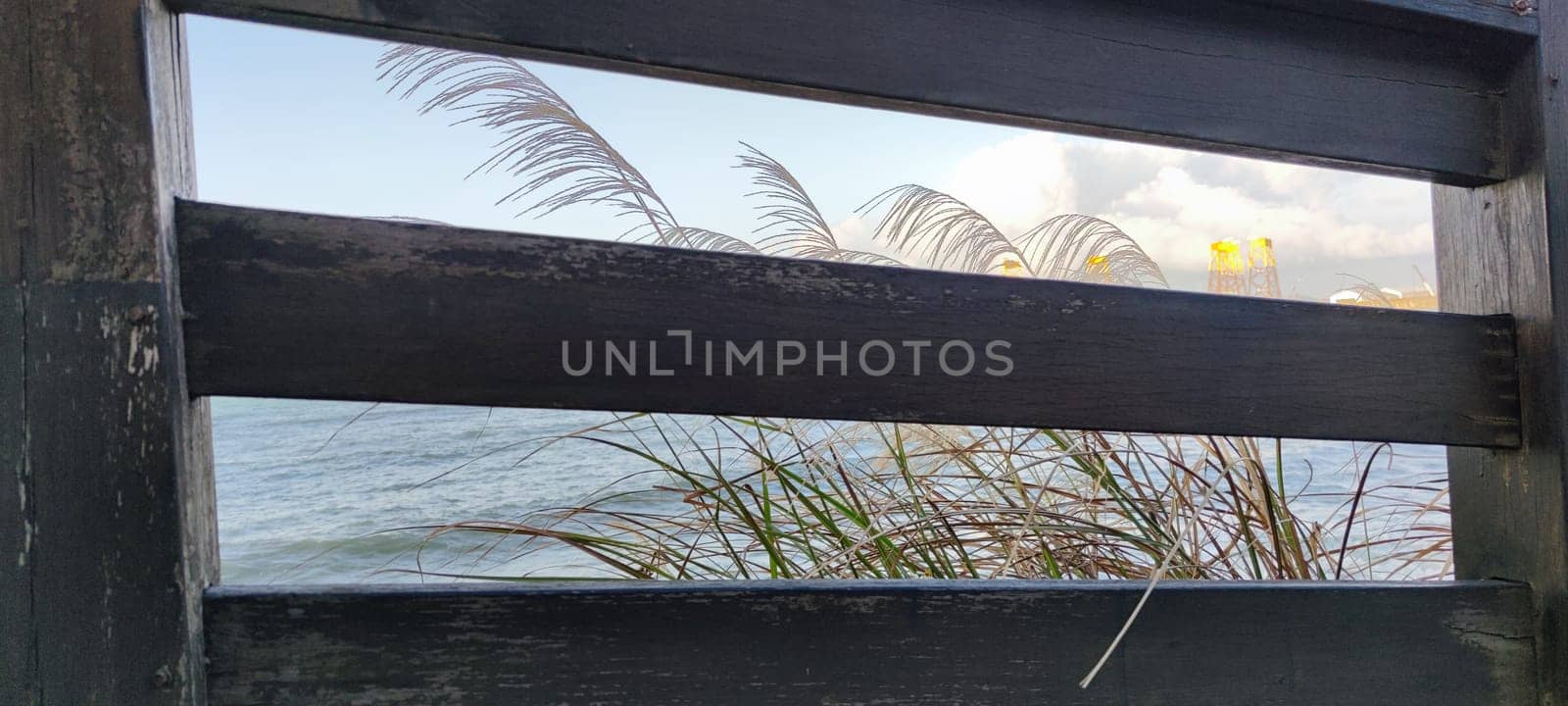 The Reeds near the modern house. Autumn background