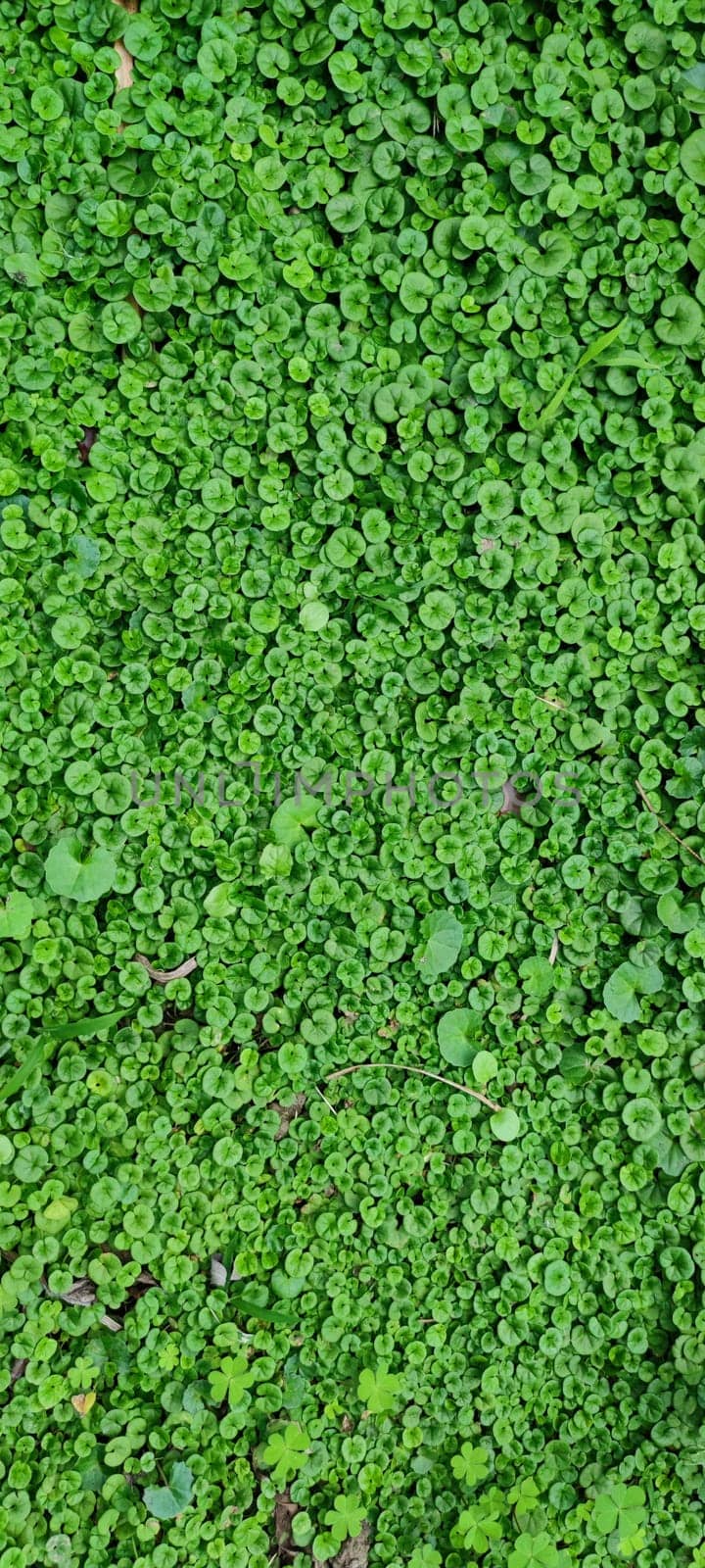 The Texture - fresh green leaves of Lysimachia