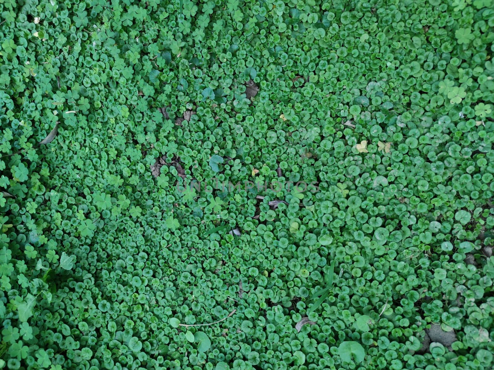 The Texture - fresh green leaves of Lysimachia
