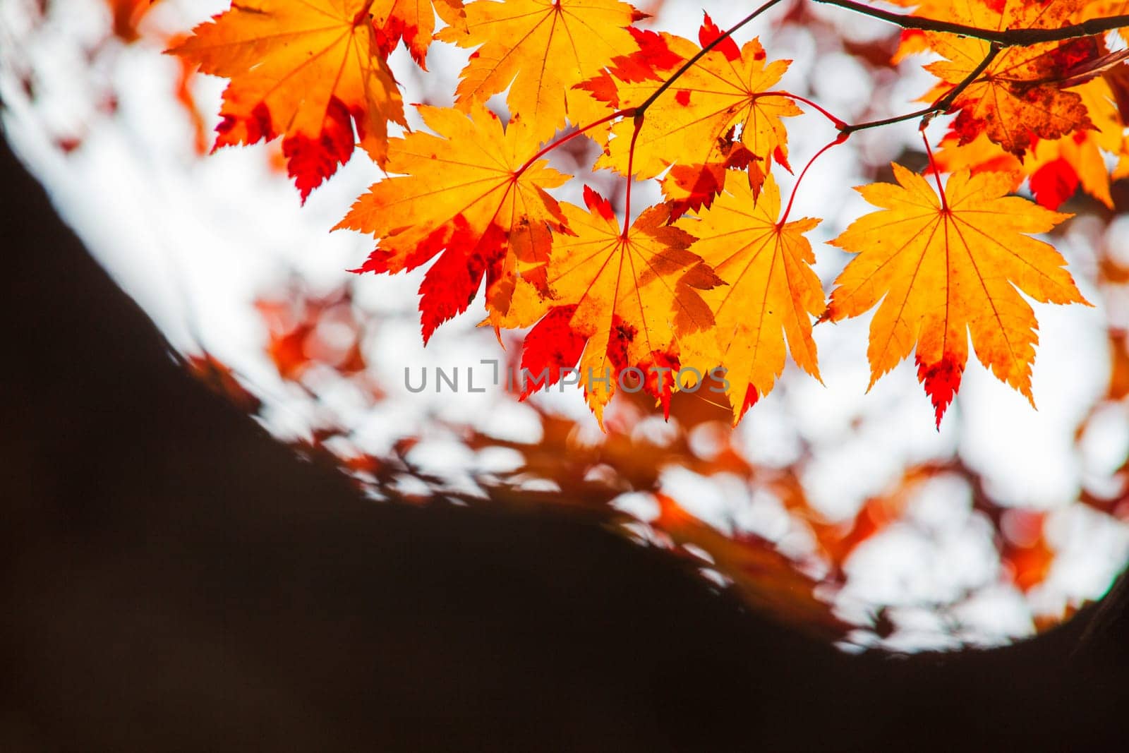 The Maple leaves on sunny beautiful nature autumn background