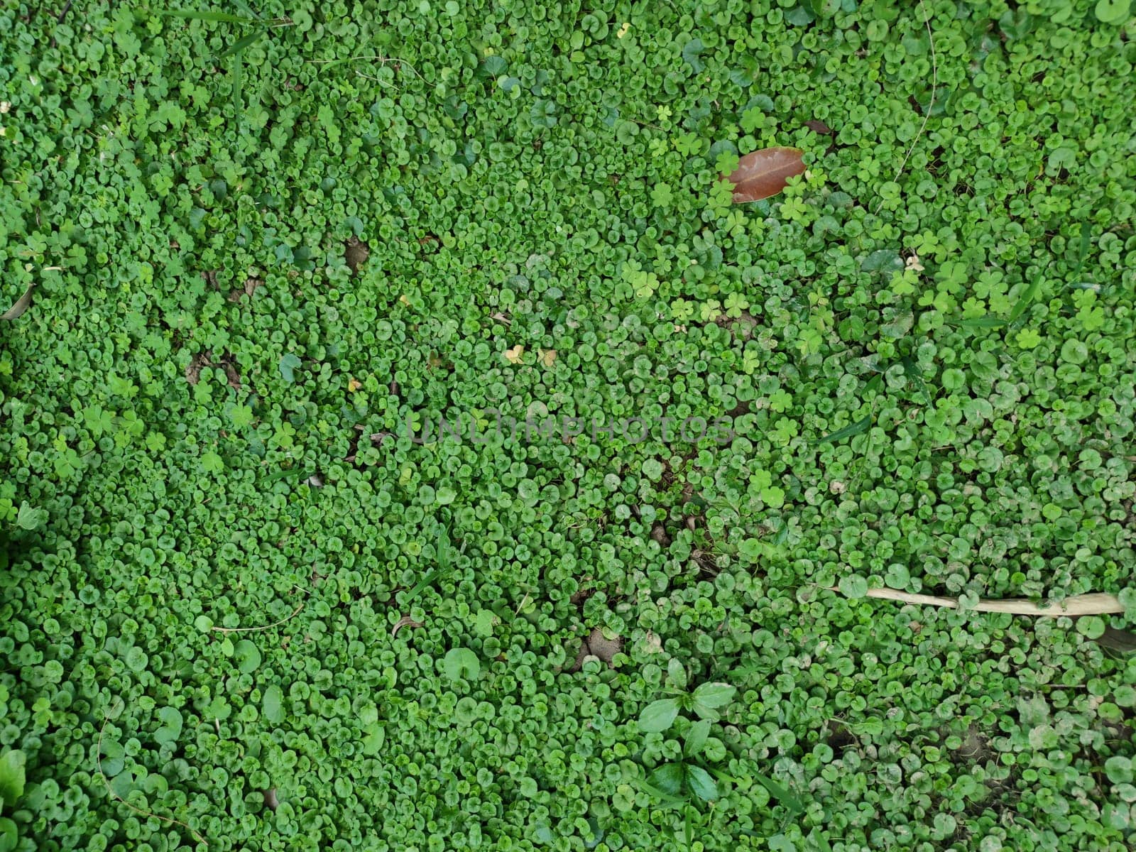 The Texture - fresh green leaves of Lysimachia