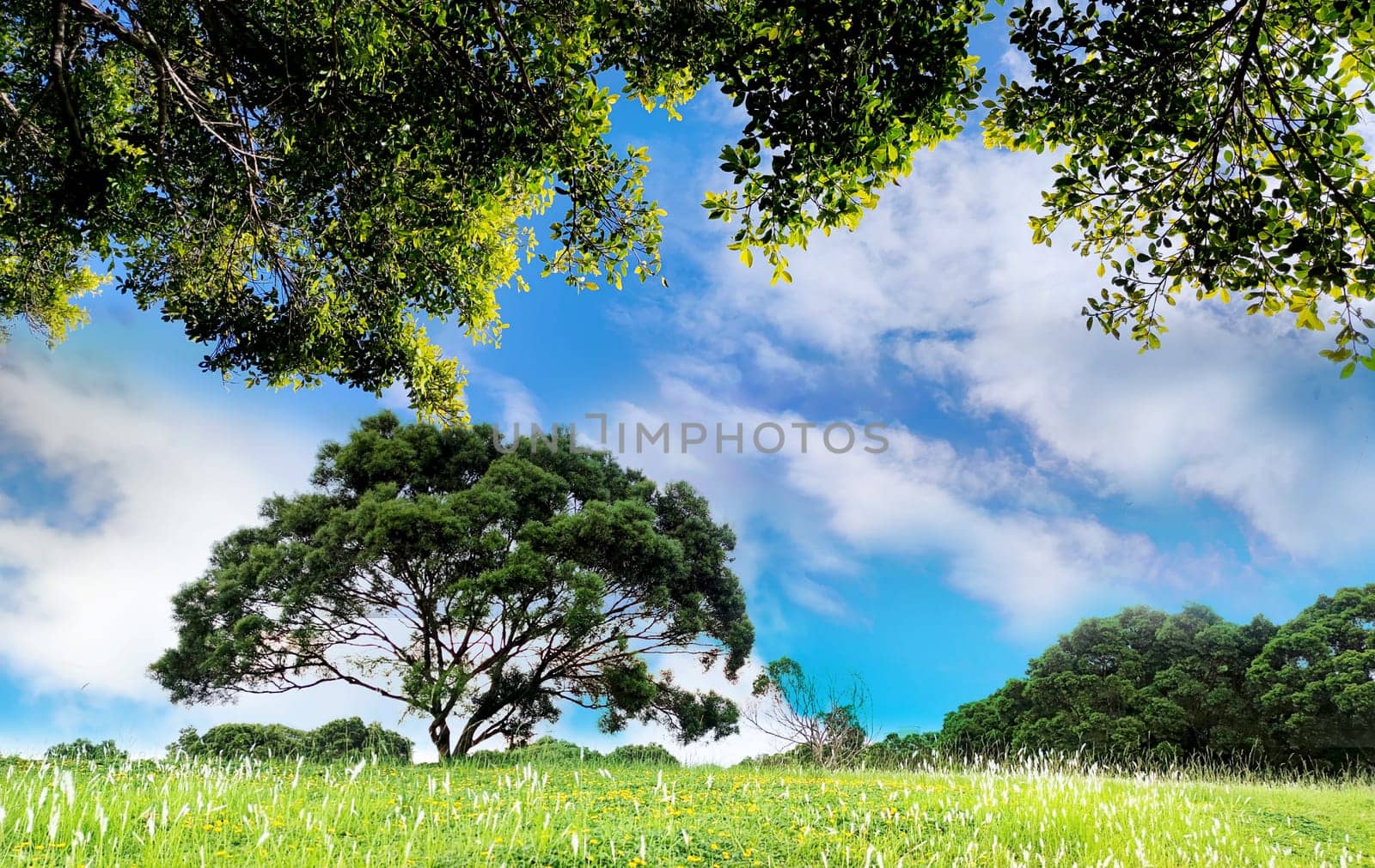 The Green tree in a field on blue sky with nice white folower