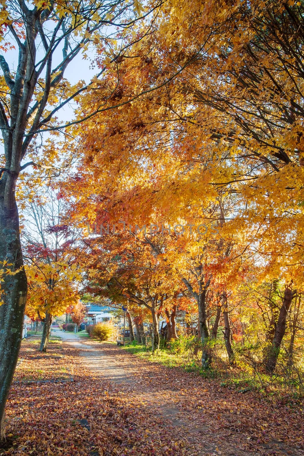 autumn leaves of Karuizawa Cloud Field Pond, Japan