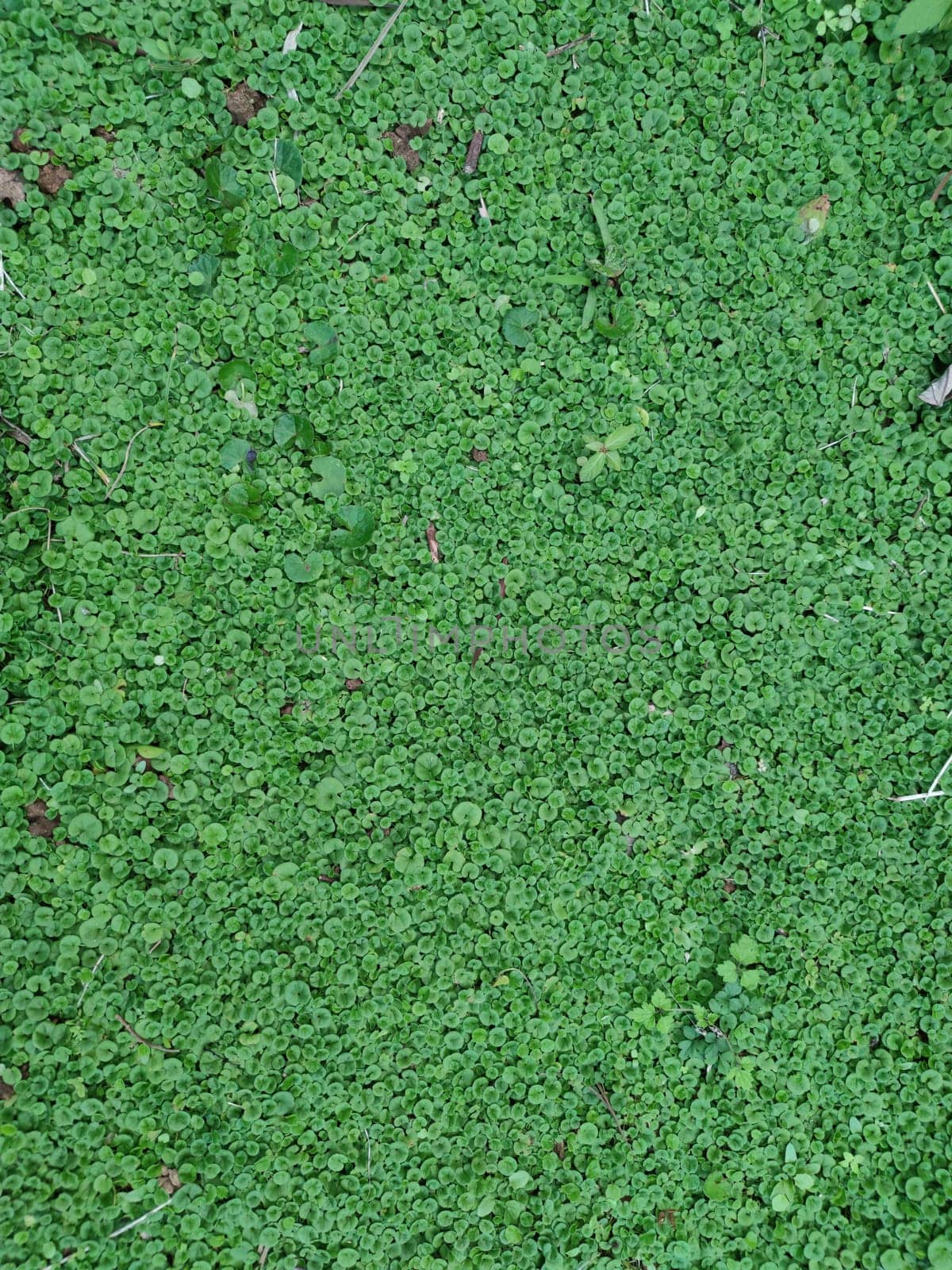 The Texture - fresh green leaves of Lysimachia