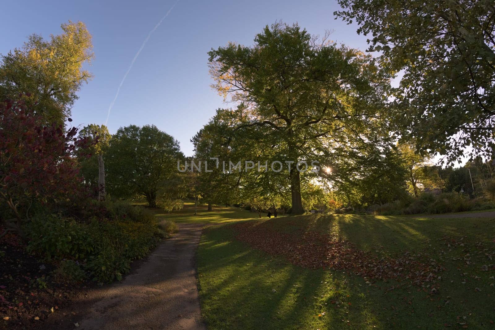 Gentle sun shines through a massive deciduous tree near the Botanical Road Entrance to the sheffield botanical gardens. Super wide angle during autumn