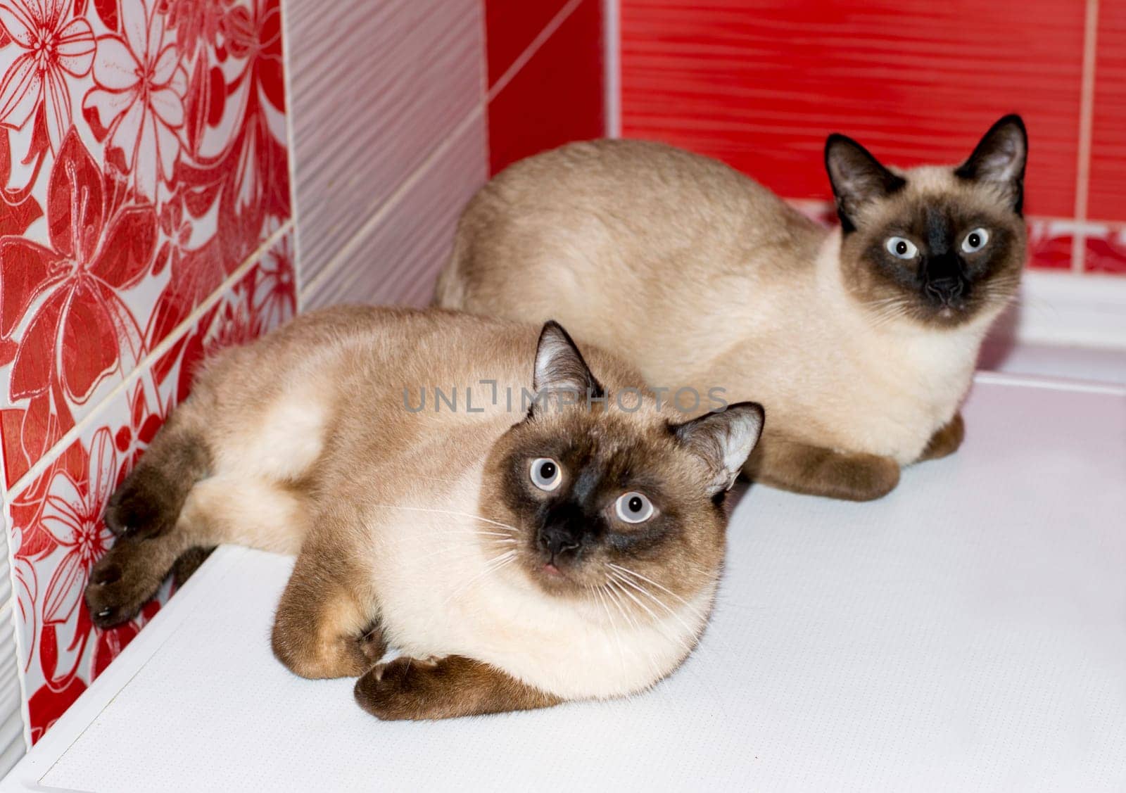 beautiful married couple Thai cat and cat in the bathroom, cats, kittens and cats in the house, pets their photos and their life
