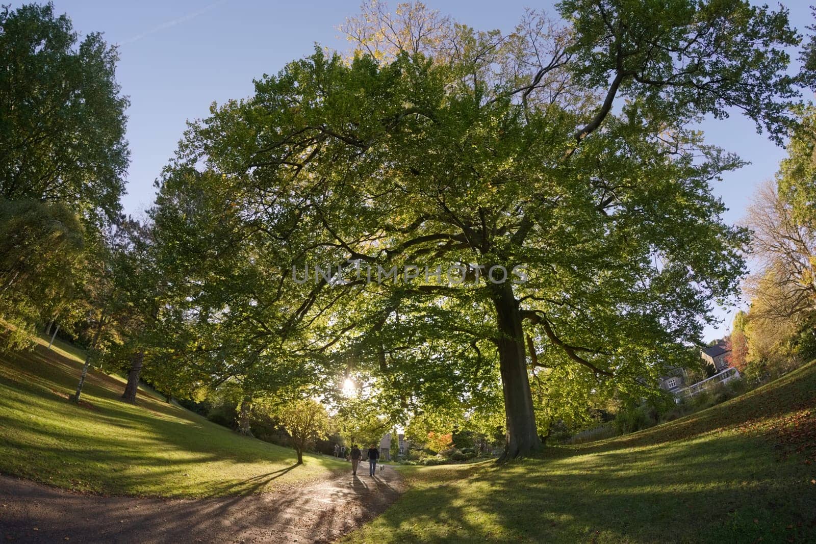 Sheffield, United Kingdom, 21st October, 2021: Huge deciduous tree overhangs a path near botanical road entrance of the sheffield botanical gardens