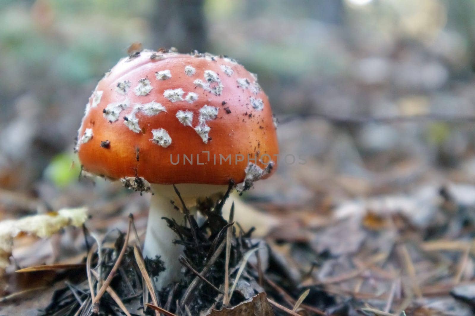 Red fly agaric or toadstool in the grass. Amanita muscaria. Toxic and poisonous mushroom muscimol. The photo was taken against the background of a natural forest. Forest mushrooms