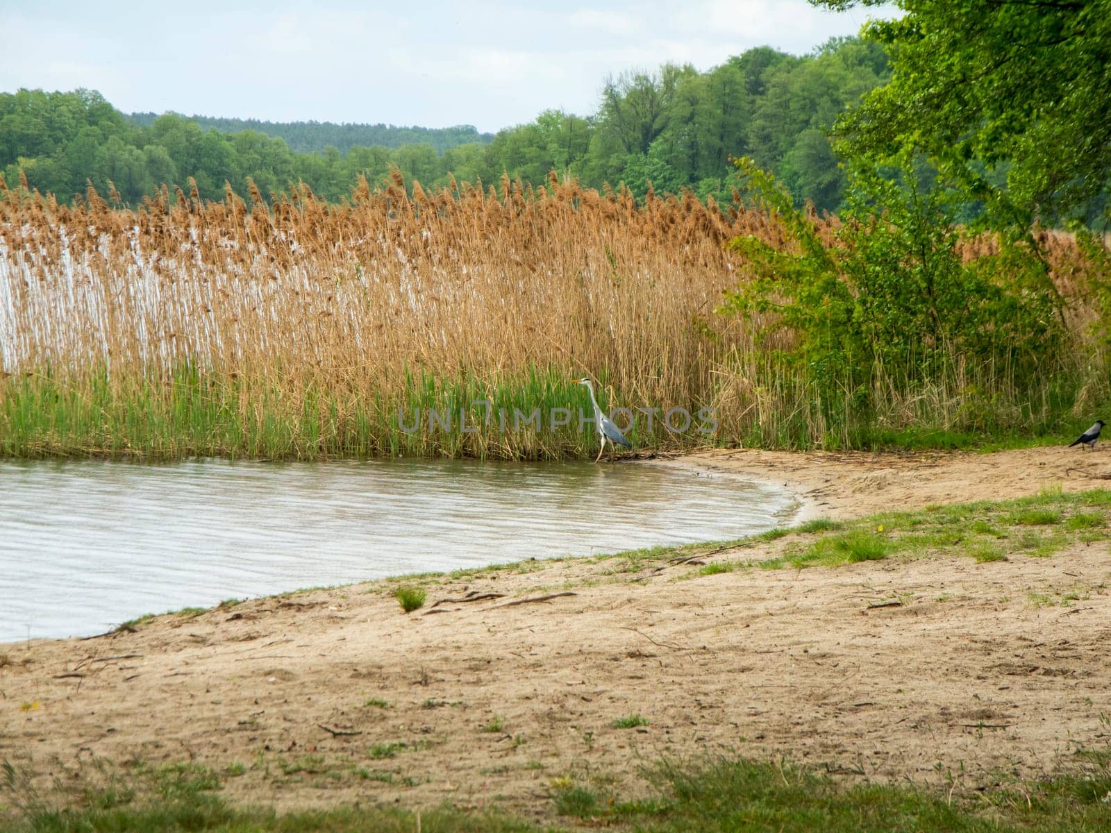 Lakeshore with gray heron (lat: Ardea cinerea) on the narrow reed belt at a small wild bathing area on Storkower See in Brandenburg in May 2021.