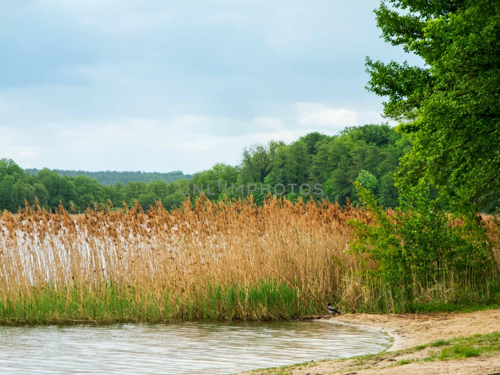 Lakeshore with a narrow reed belt at a small wild bathing area on Storkower See in Brandenburg in May 2021.