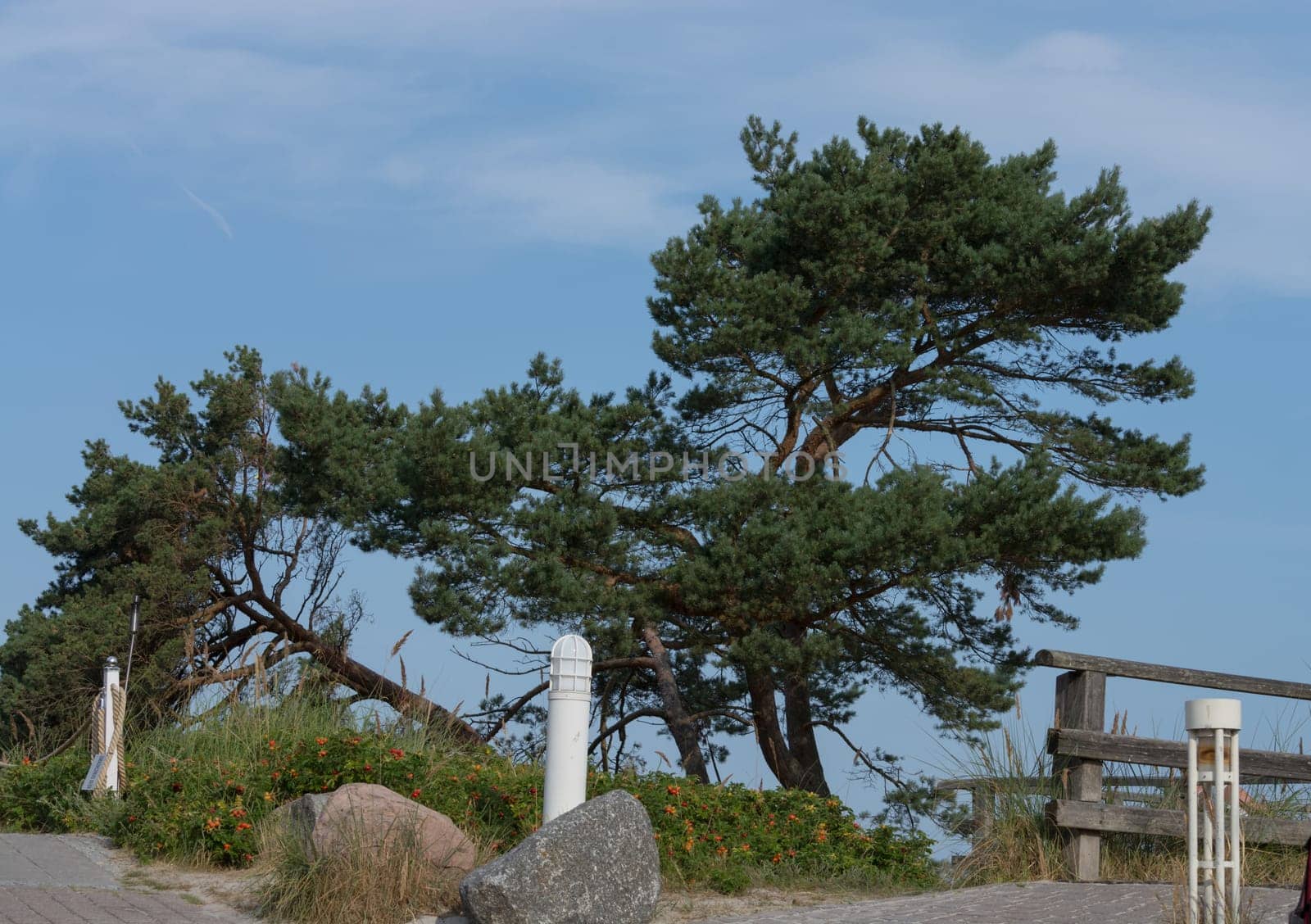 Baltic sea coast. Pine forest on the beach in summer. Wild nature. Wilderness