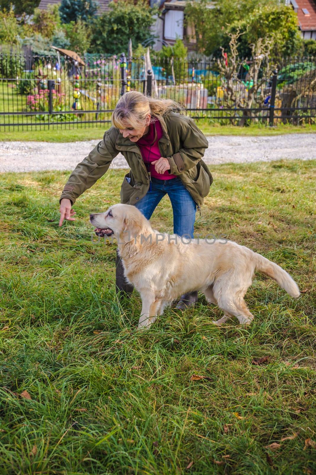 Dog trainer trains a golden retriever on a meadow in autumn.