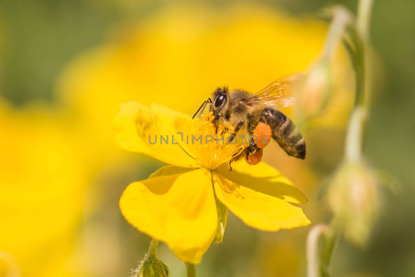 Closeup of insect in its ecosystem environment. Animal is flying to flowers busy working collect nectar. Important species protection.