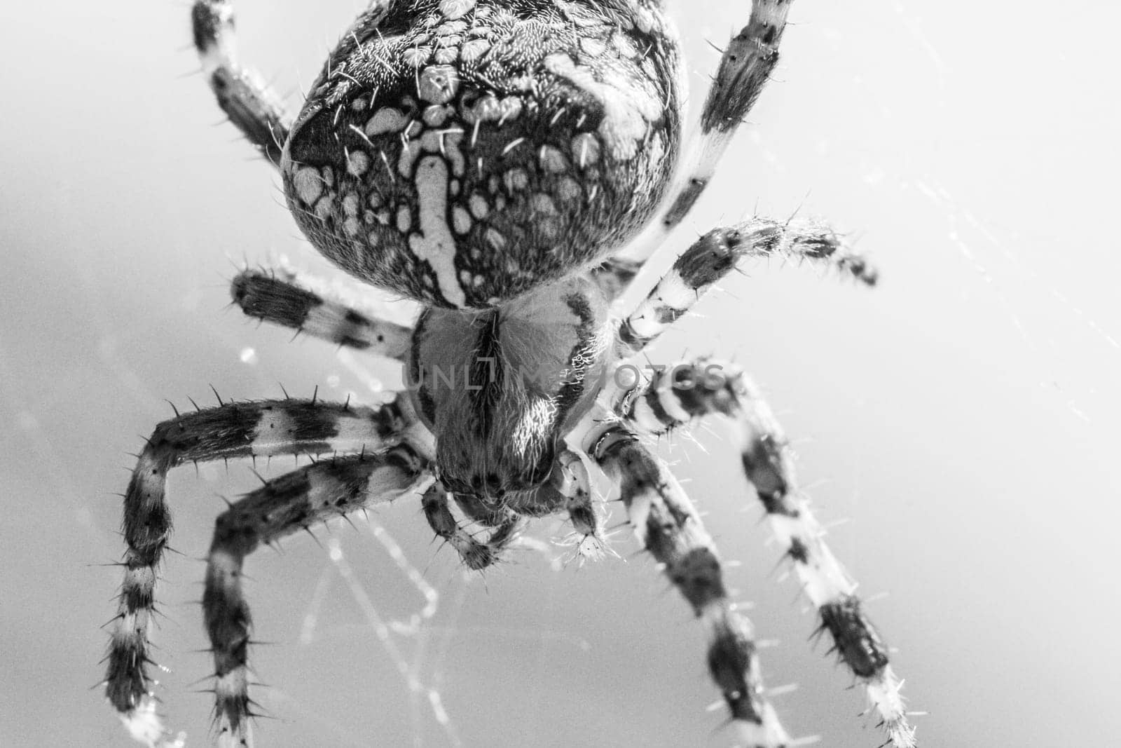 Disgusting animal for arachnophobic or arachnophobia people. The insect in its trap web visualizes the danger of nature in black white