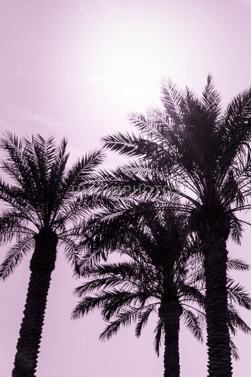 Sun light shines through leaves of palm. Beautiful wanderlust travel journey symbol for vacation trip to southern holiday dream island