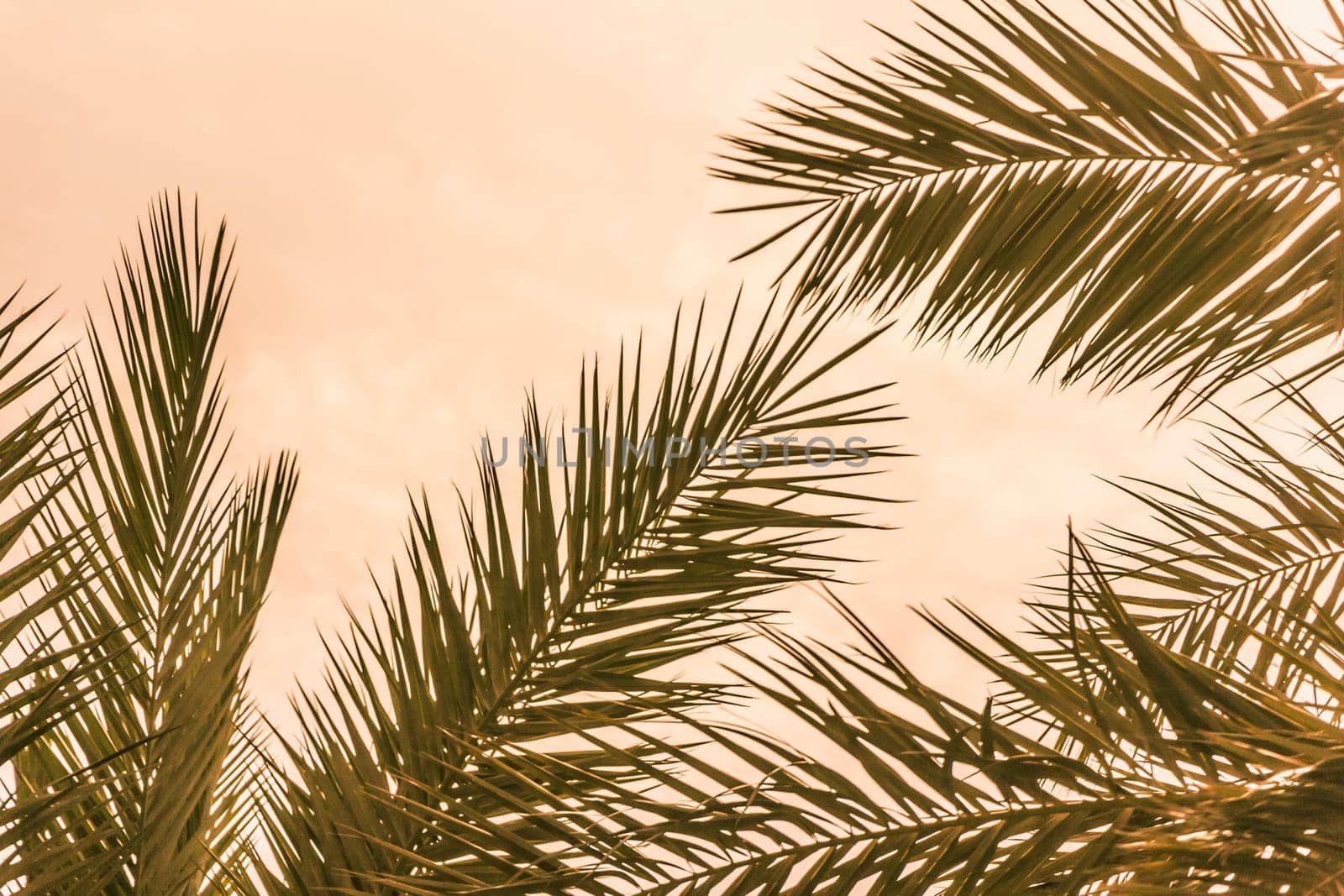 Sun light shines through leaves of palm. Beautiful wanderlust travel journey symbol for vacation trip to southern holiday dream island