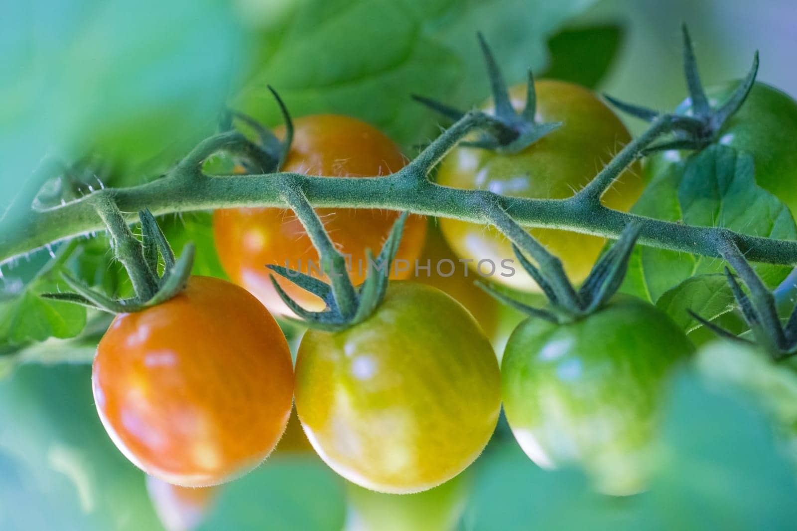 Delicious fresh and juicy vegetables from farming agriculture. Organic nature solanum food with summer plant growth to autumn harvest.