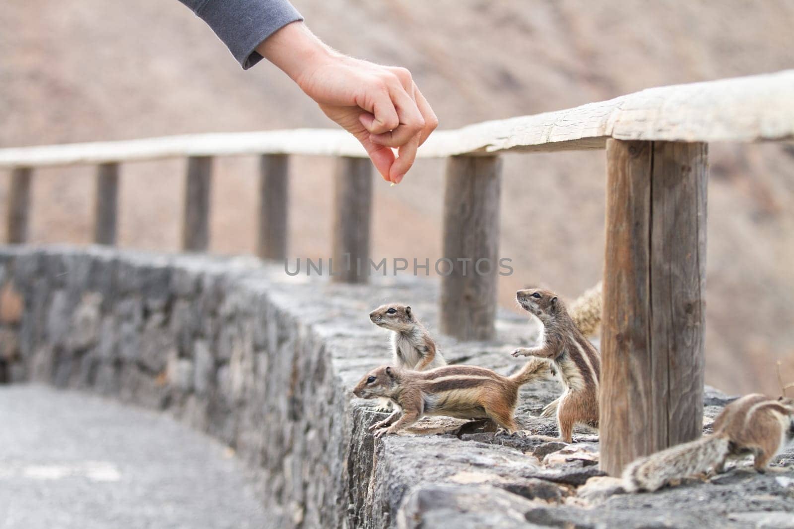 Human hand feeding a squirrel in dry rocky landscape.