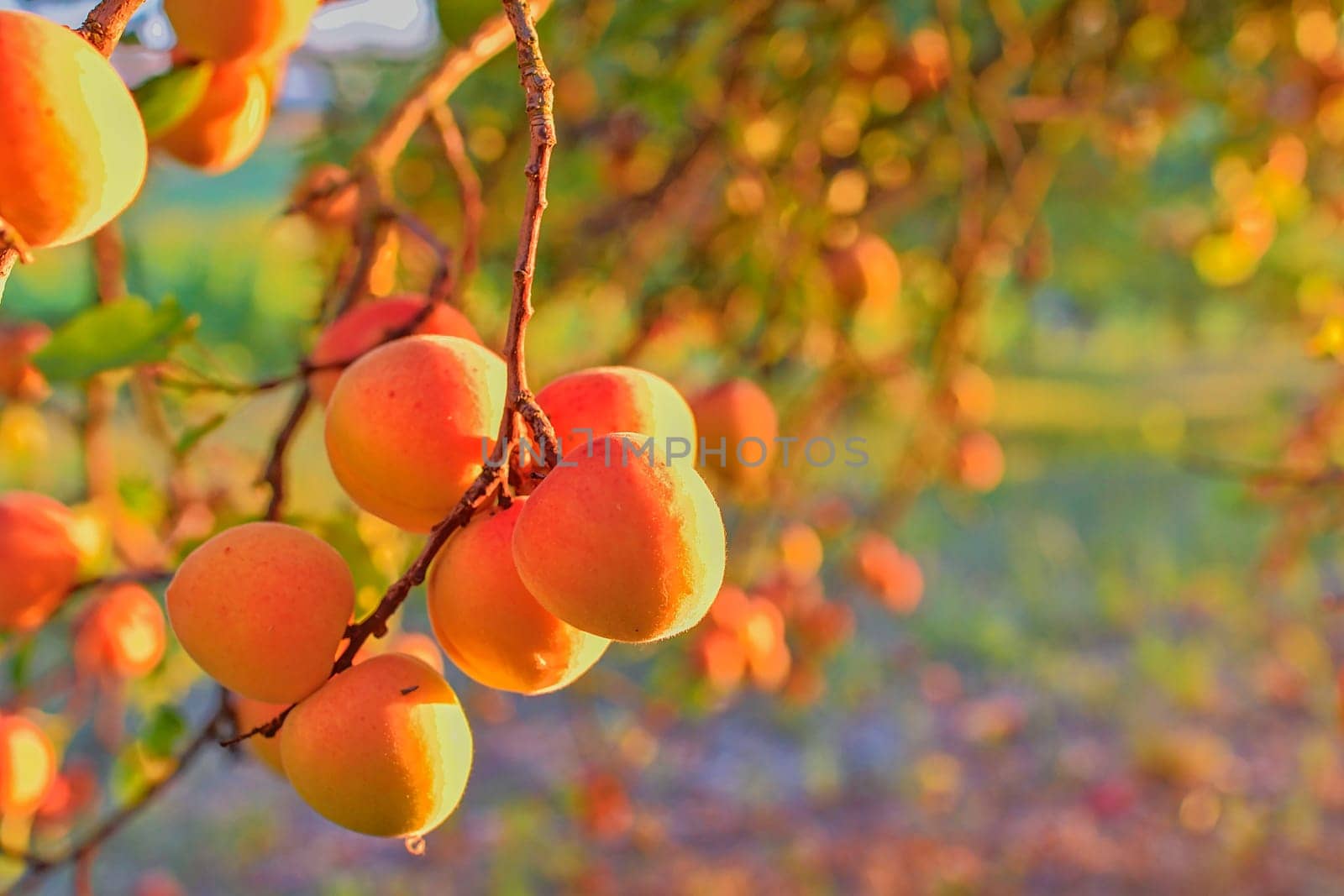 Apricots on apricot tree. Summer fruits. Ripe apricots on a tree branch. Close up. View on apricots during golden hour.