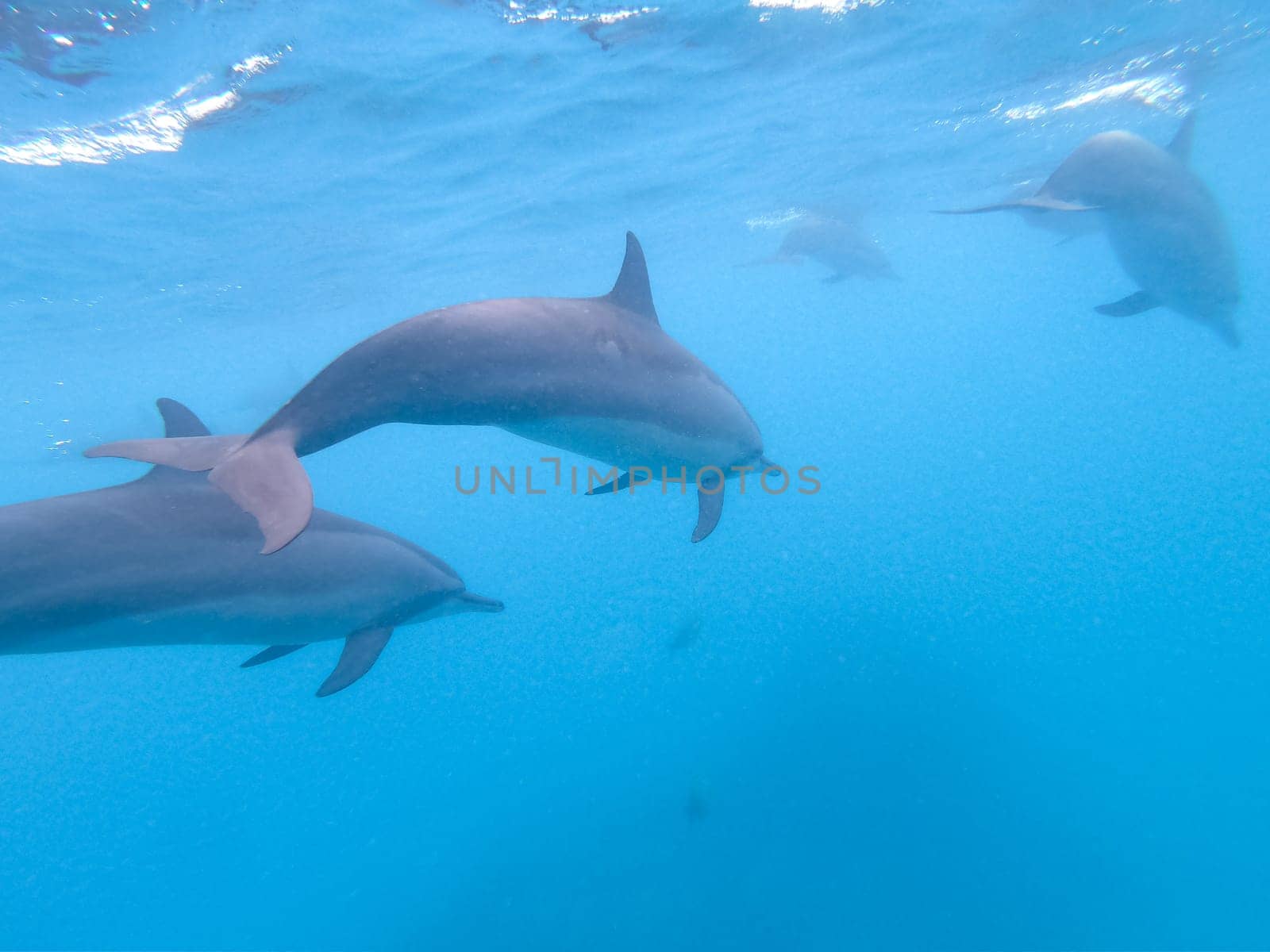 Flock of dolphins playing in the blue water near Mafushi island, Maldives.