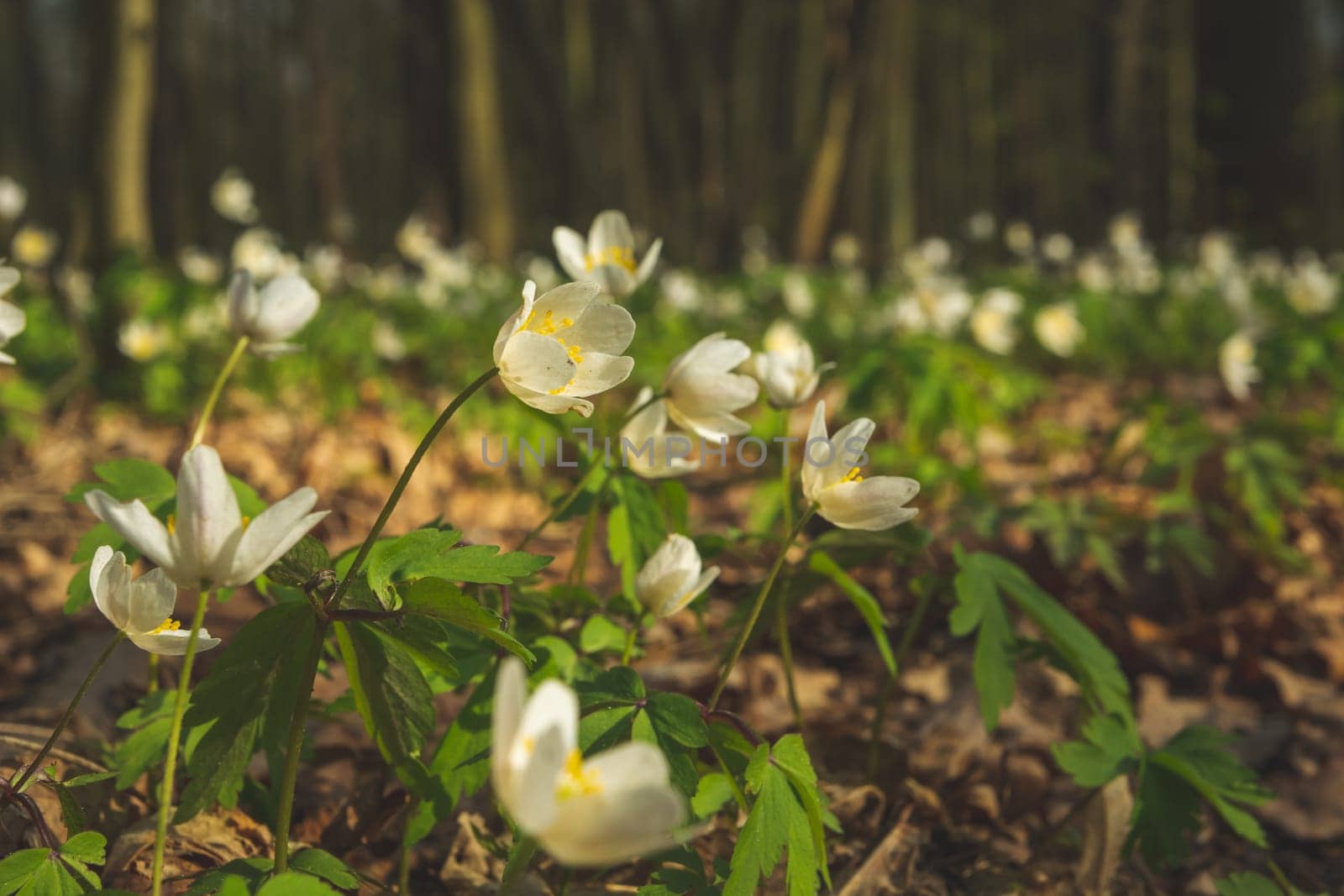 Meadow of wood anemone flowers in the forest, spring view
