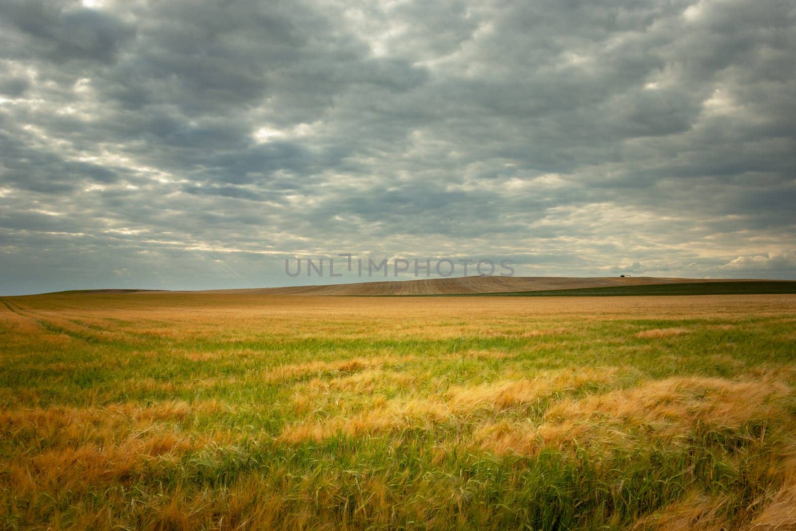 Huge field with grain and cloudy sky, Staw, Lubelskie, Poland
